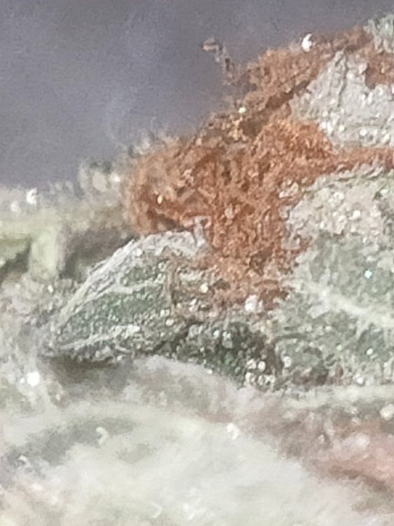 IMG20221209221203.jpg